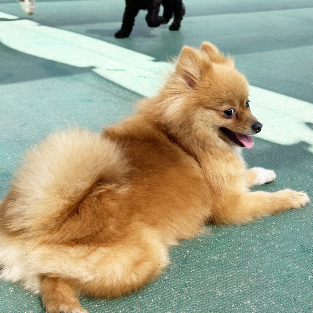 生徒が撮影したモデル犬♪①